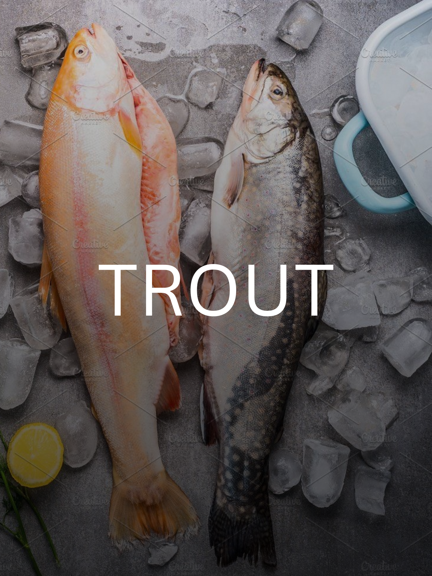 Trout